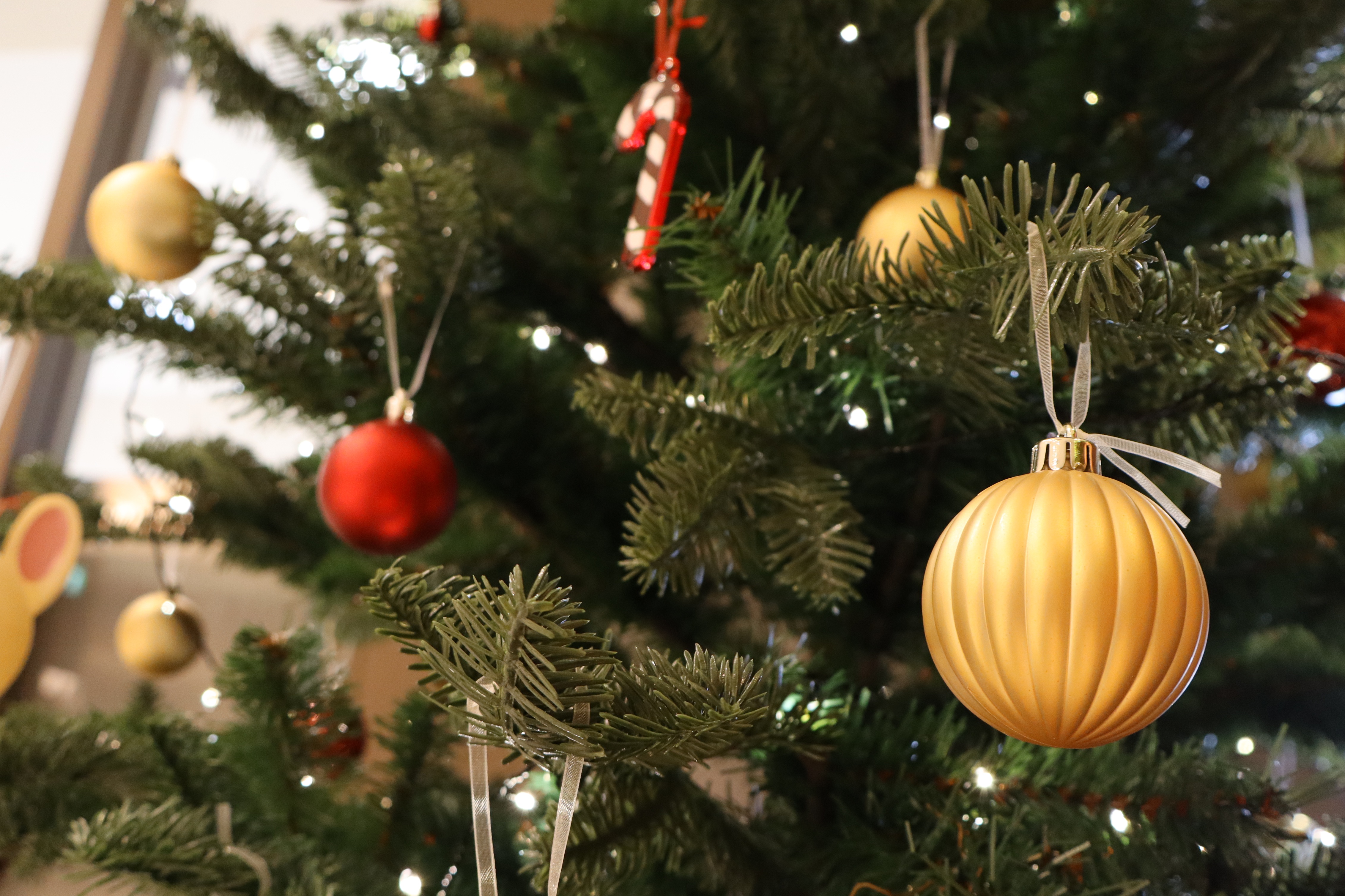 クリスマスツリーを設置しました！